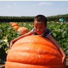 Fresh 20Pcs Super Large Pumpkin Seeds