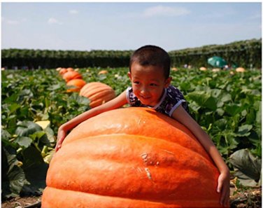 Fresh 20Pcs Super Large Pumpkin Seeds