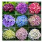 Fresh 100 Pcs hydrangea seeds mixed colors