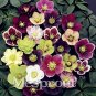 Fresh 100PCS Helleborus Orientalis Seeds Christmas rose Lenten rose
