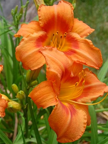 Fresh Hemerocallis Orange Seeds