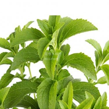 Fresh 400 Stevia Herbs Seeds Green Herb