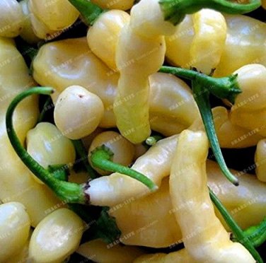 Fresh Aribibi Gusano Pepper Bolivian Chili Super Hot Caterpillar Pepper 100 Seeds