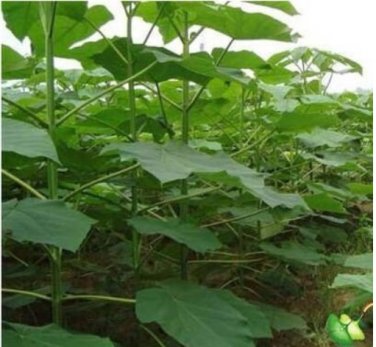Fresh 200seeds/pack fast growing tree Paulownia seeds