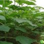 Fresh 200seeds/pack fast growing tree Paulownia seeds