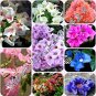 Fresh 50 Pcs/ Bag Rare Bougainvillea Seeds DL245C