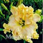 Fresh 100 Seeds Hybrid Mix Daylily Flowers Seed Colour Hybrid Hemerocallis Seeds