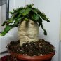 Fresh 10 pcs Euphorbia stellata Rare Succulent plants seeds