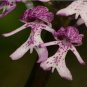 Fresh 20Pcs/Bag Naked Man Orchid Seeds