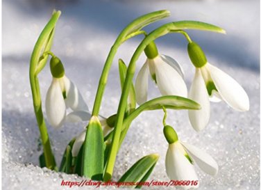 Fresh 200PCS Common Snowdrop Flower seeds