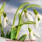 Fresh 200PCS Common Snowdrop Flower seeds