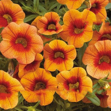Fresh Apricot Punch Calibrachoa Petunia Seed 200 Seed/Pack Big Blooms Flower Seed