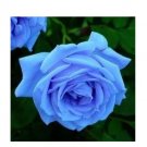 Fresh Sky Blue Rose Seeds 100+