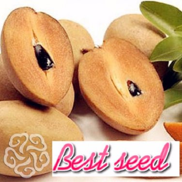 Fresh Sale Promotions 100pcs Mini Manilkara Zapota Seeds Delicious Seed Germ