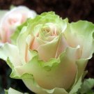 Fresh 200 Seeds China Rare Dancing queen rose seeds Rose Flower Romantic