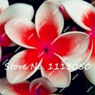 Fresh 200Pcs/Bag Plumeria Rare Exotic Flower Seeds Egg Flower Seeds