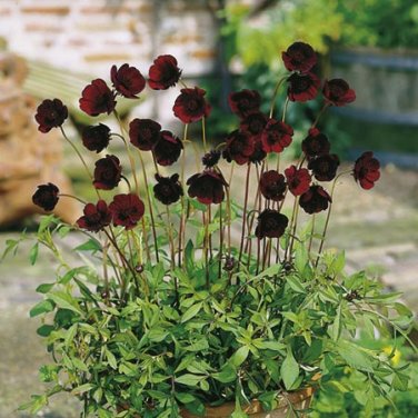 Fresh 50/100PCS Chocolate Cosmos Plant Seeds DL203C
