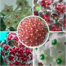 Fresh Hoya seeds flower seed variety complete Hoya carnosa seeds 100 particles / bag