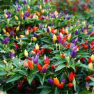 Fresh 50PCS Garden Ornamental Hot Pepper Seeds
