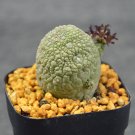 Fresh BELLFARM ONLY 1 PIEICE Pseudolithos Eylensis Seed