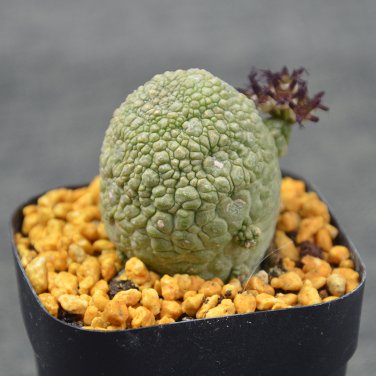 Fresh BELLFARM ONLY 1 PIEICE Pseudolithos Eylensis Seed