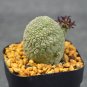 Fresh BELLFARM ONLY 1 PIEICE Pseudolithos Eylensis Seed