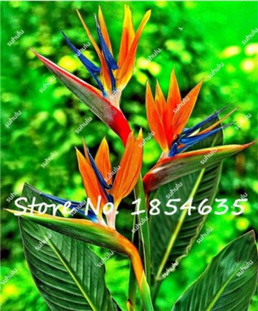 Fresh 100Pcs Heliconia Seeds Rare Color Sucuulent Plant
