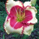 Fresh Hemerocallis Abilene Lillian Seeds