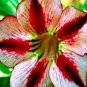 Fresh Adenium Obesum BondyRed Seeds
