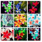 Fresh 200Pcs/Bag Plumeria ( Frangipani Hawaiian Lei Flower ) Seeds Flower
