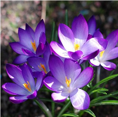Fresh 100pcs Garden Courtyard Evergreen Shrub Plants Crocus Sativus Seeds