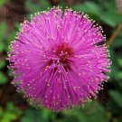 Fresh 100pcs 6 Colors Yellow Pink Red Mimosa Pudica Seeds Flowers Sensitive Perennial