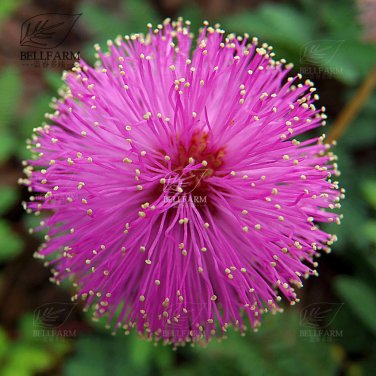 Fresh 100pcs 6 Colors Yellow Pink Red Mimosa Pudica Seeds Flowers Sensitive Perennial