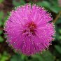 Fresh 100pcs 6 Colors Yellow Pink Red Mimosa Pudica Seeds Flowers Sensitive Perennial