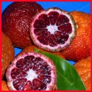 Fresh 30PCS Red Lemon Tree Seeds High Survival Rate Fruit Seeds Fruit Lemon Tree Seeds
