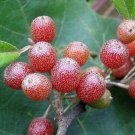 Fresh 50pcs Silver Berry Elaeagnus Umbellata Seeds delicious fruit tree seeds seeds