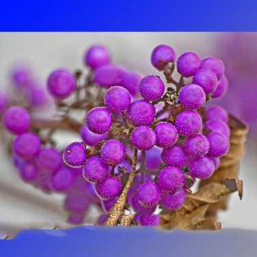 Fresh Wild Purple Callicarpa Berry 20 Seeds Dabie Mountain Hardy Berry Fruit