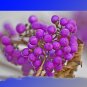 Fresh Wild Purple Callicarpa Berry 20 Seeds Dabie Mountain Hardy Berry Fruit