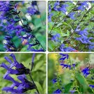 Fresh Heirloom Black and Blue Salvia guaranitica Sage Perennial 30 Seeds