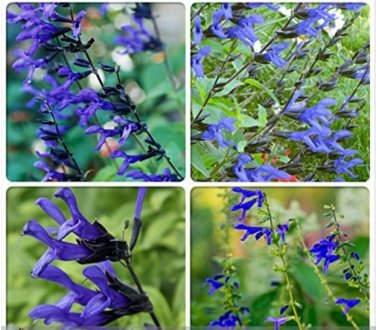 Fresh Heirloom Black and Blue Salvia guaranitica Sage Perennial 30 Seeds
