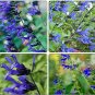 Fresh Heirloom Black and Blue Salvia guaranitica Sage Perennial 30 Seeds