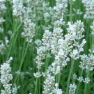 Fresh Lavandula angustifolia White Lavender Flower Seeds 200+