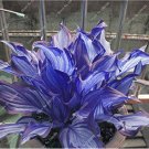 Fresh Hosta Seed Four Seasons Flower Mixed ain Lily Flower 50pcs