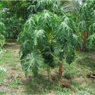 Fresh Bonsai Fruit Dwarf Papaya Seeds Miniature Pawpaw 50pcs