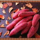 Fresh Leguminosae sweet potato seeds 100pcs/bag
