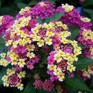 Fresh 100 pcs/lot Lantana camara flower seeds