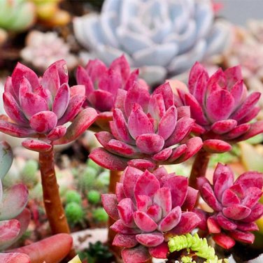 Fresh 20 seeds per pack Succulent Red ECHEVERIA macdougallii seeds