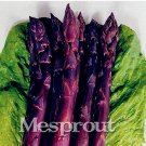 Fresh Four Seasons Purple Asparagus seeds Delicious jardin vegetable seeds 50Seed/Bag