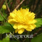 Fresh New Rare Kerria Japonica 50+ Seeds