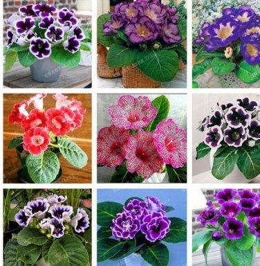 Fresh New 9 Colors Gloxinia Seeds Sinningia Gloxinia Flower 100+ Seeds Mix